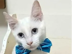 Gato raça srd idade 2 a 6 meses nome RAEL