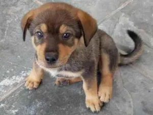 Cachorro raça SRD-ViraLata idade 2 a 6 meses nome Pedrinho 