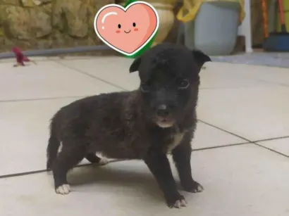 Cachorro raça SRD-ViraLata idade Abaixo de 2 meses nome Miuxa