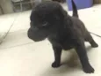 Neguinho