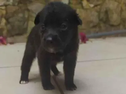 Cachorro raça SRD-ViraLata idade Abaixo de 2 meses nome Babi