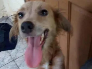 Cachorro raça SRD-ViraLata idade 1 ano nome Princesa 