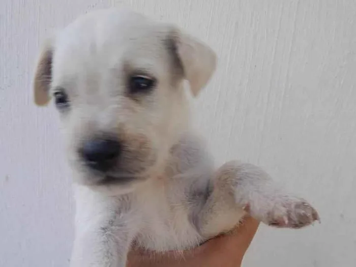 Cachorro ra a SRD-ViraLata idade Abaixo de 2 meses nome Filhotes