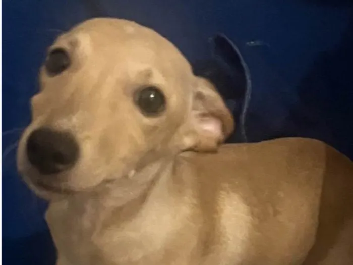 Cachorro raça SRD-ViraLata idade 2 a 6 meses nome Billy