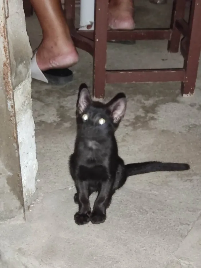 Gato ra a  idade  nome Negão 