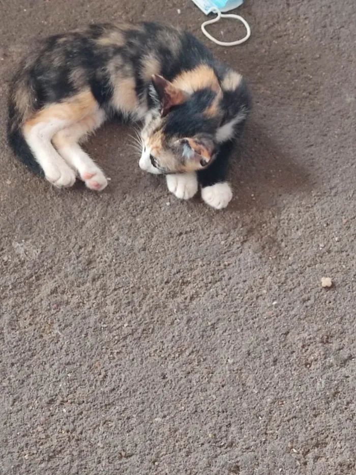 Gato ra a  idade 7 a 11 meses nome Lindinha