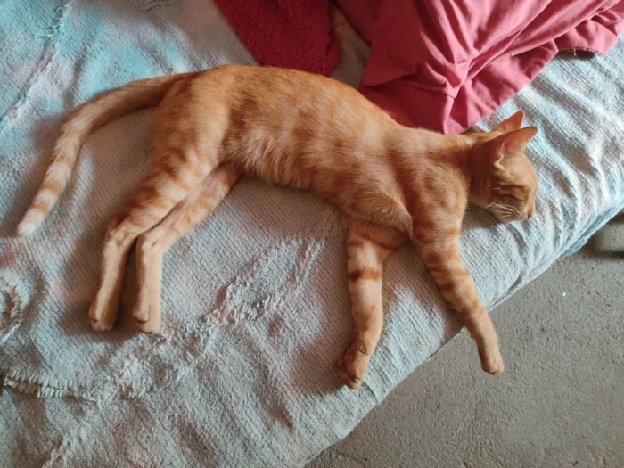 Gato ra a  idade 7 a 11 meses nome Não tem 