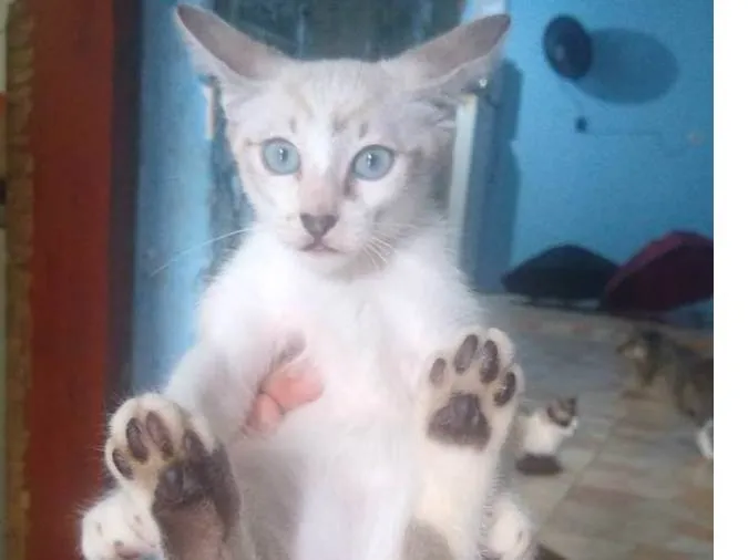 Gato ra a Misturado  idade 2 a 6 meses nome Não tem