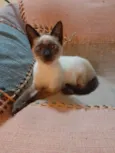 Simba