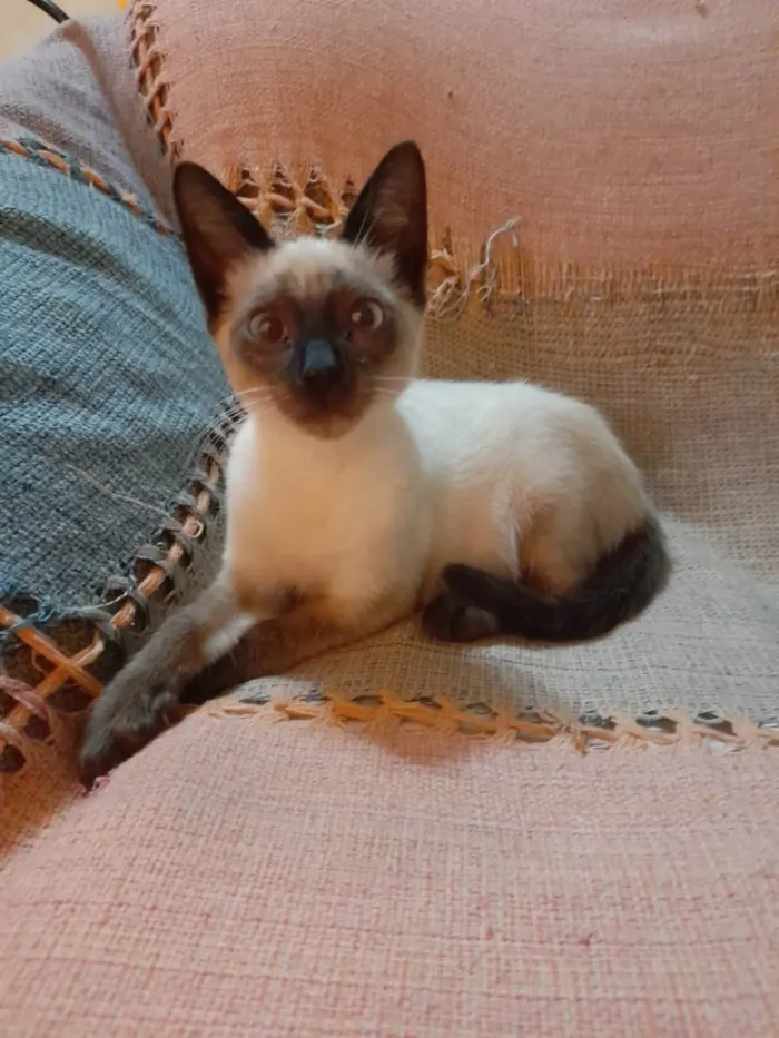 Gato raça Siamês mestiçado idade 2 a 6 meses nome Simba