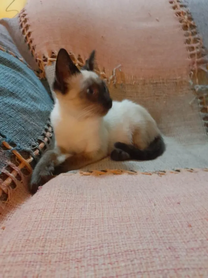 Gato raça Siamês mestiçado idade 2 a 6 meses nome Simba