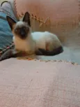 Simba