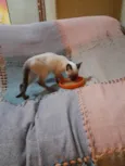 Simba