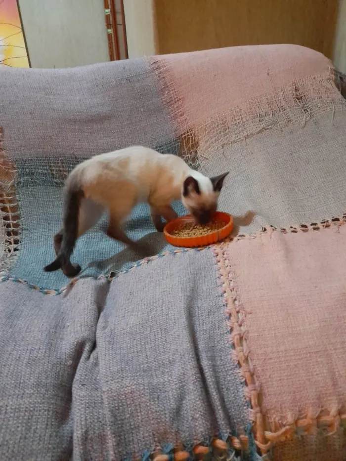 Gato raça Siamês mestiçado idade 2 a 6 meses nome Simba