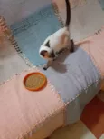 Simba