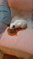 Simba