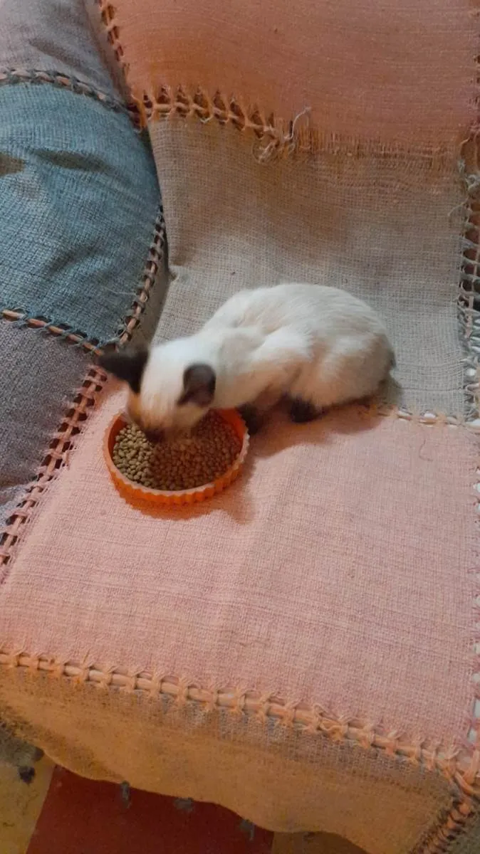 Gato raça Siamês mestiçado idade 2 a 6 meses nome Simba