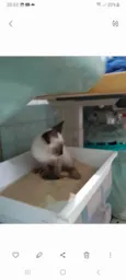 Simba