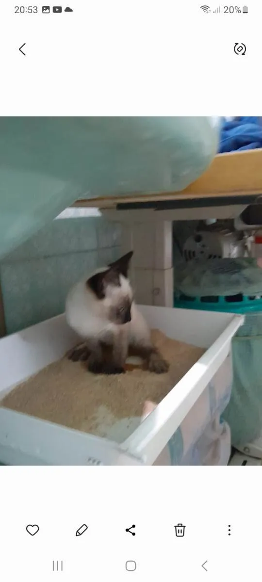 Gato raça Siamês mestiçado idade 2 a 6 meses nome Simba