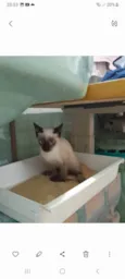 Simba