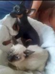 Simba