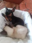 Simba