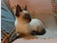 Simba