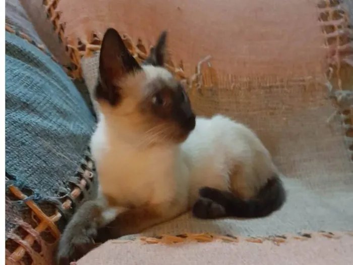 Gato raça Siamês mestiçado idade 2 a 6 meses nome Simba