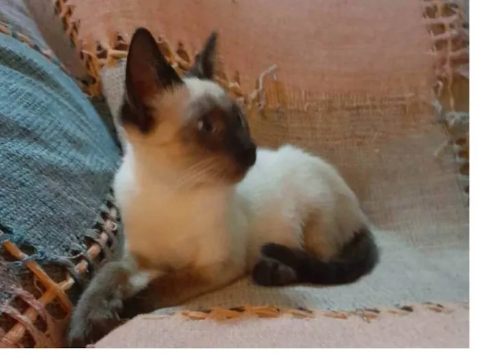 Gato raça Siamês mestiçado idade 2 a 6 meses nome Simba