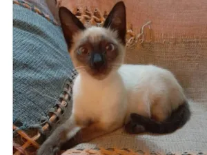 Gato raça Siamês mestiçado idade 2 a 6 meses nome Simba
