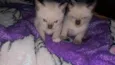 Jorginho e boby