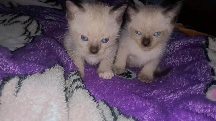 Gato ra a Siamês idade Abaixo de 2 meses nome Jorginho e boby