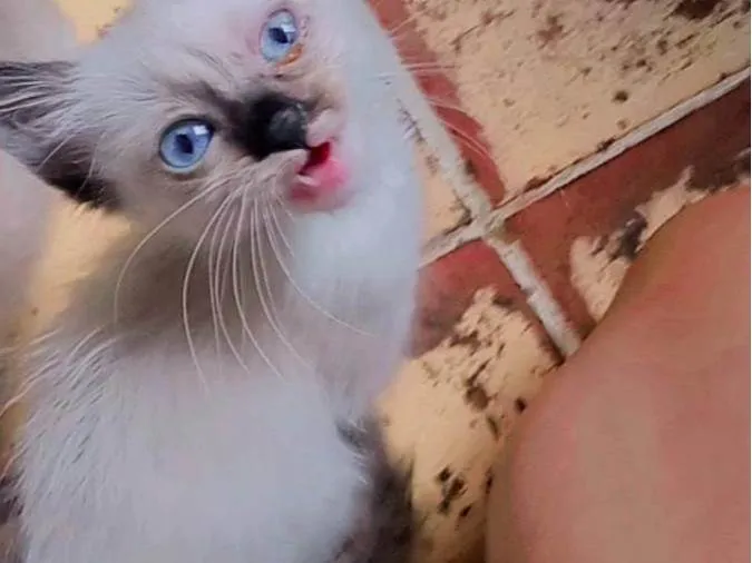 Gato ra a Siamês idade Abaixo de 2 meses nome Jorginho e boby