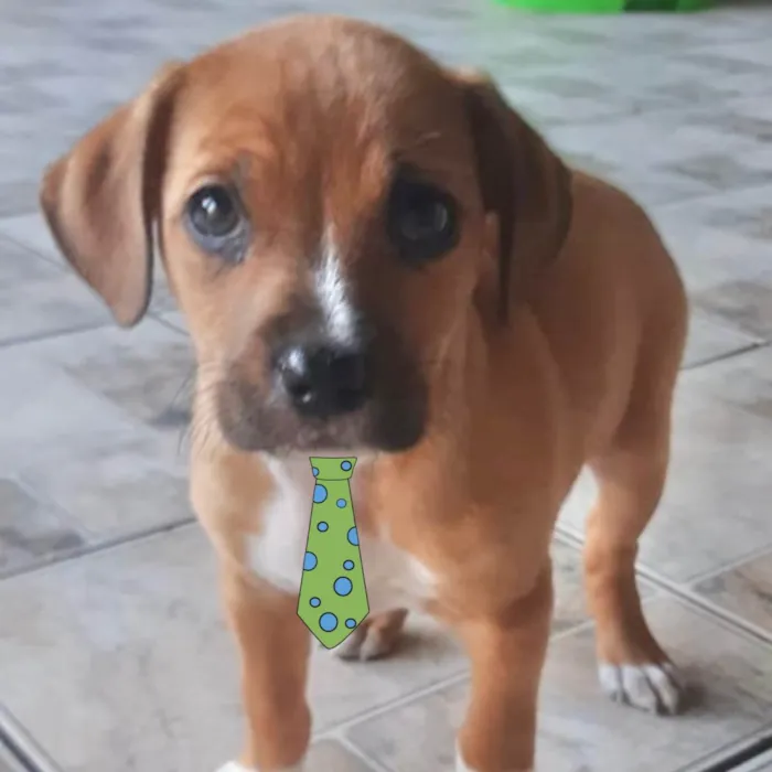 Cachorro raça Mestico  idade 2 a 6 meses nome Léo 