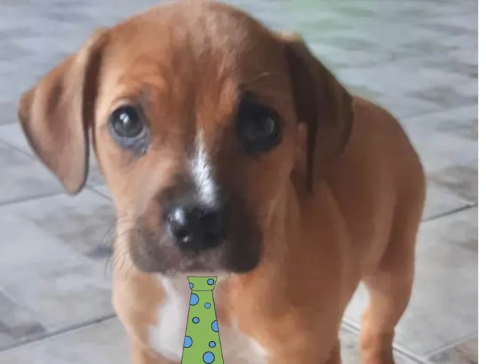 Cachorro raça Mestico  idade 2 a 6 meses nome Léo 