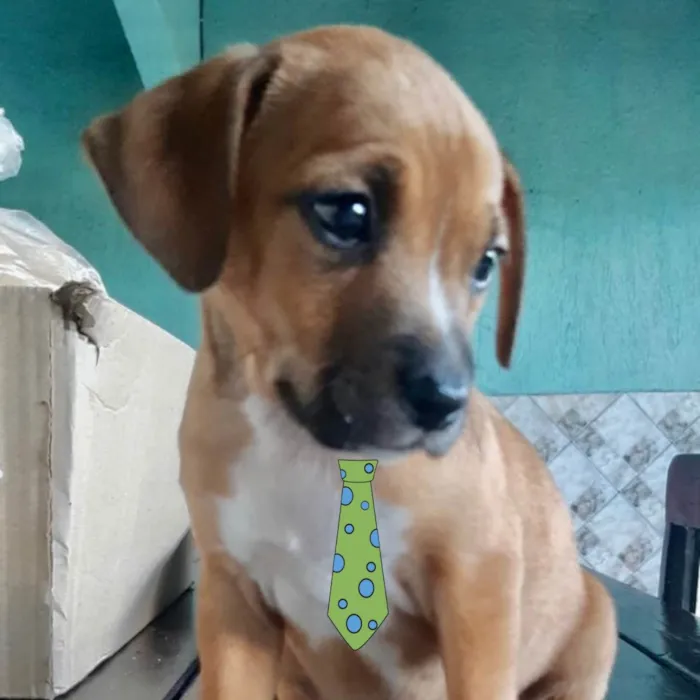 Cachorro raça Mestico  idade 2 a 6 meses nome Léo 