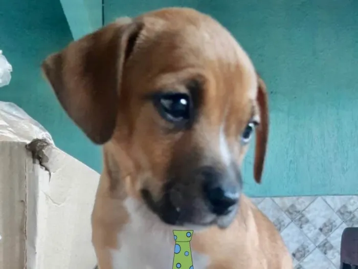 Cachorro raça Mestico  idade 2 a 6 meses nome Léo 