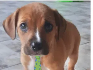 Cachorro raça Mestico  idade 2 a 6 meses nome Léo 