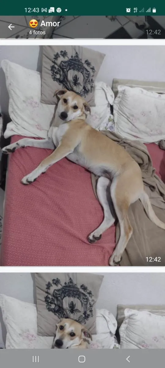 Cachorro ra a SRD-ViraLata idade 2 a 6 meses nome Belinha