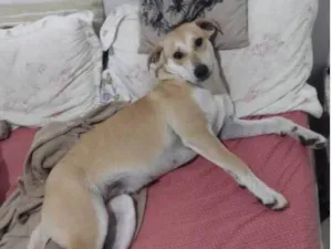 Cachorro raça SRD-ViraLata idade  nome Belinha 