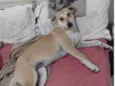 Belinha