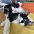 Stuart e Sherlock