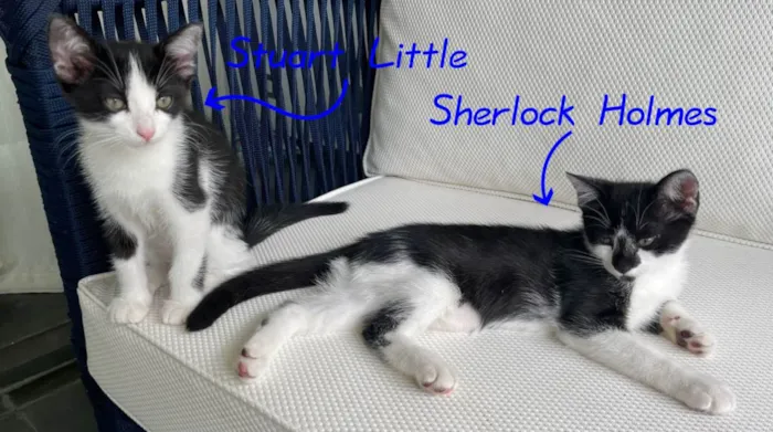 Gato ra a SRD idade 2 a 6 meses nome Stuart e Sherlock