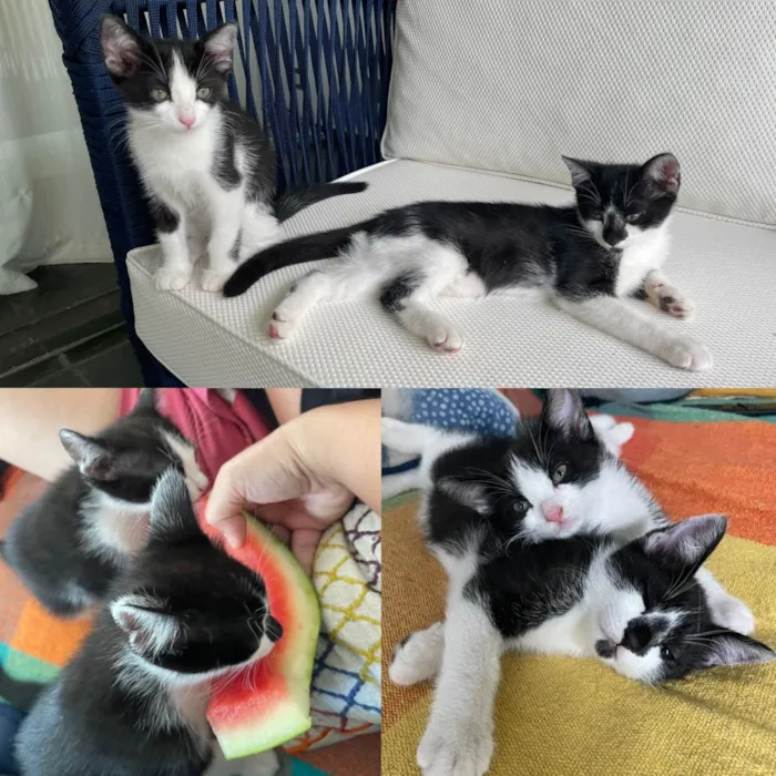 Gato ra a SRD idade 2 a 6 meses nome Stuart e Sherlock