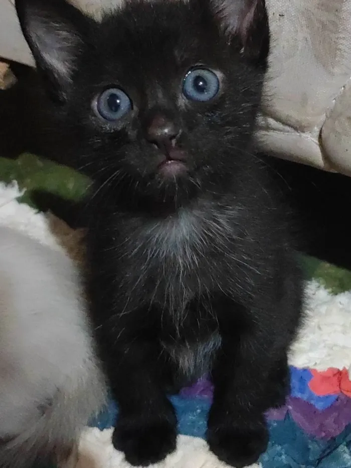 Gato ra a SRD-ViraLata idade Abaixo de 2 meses nome N tem nome 