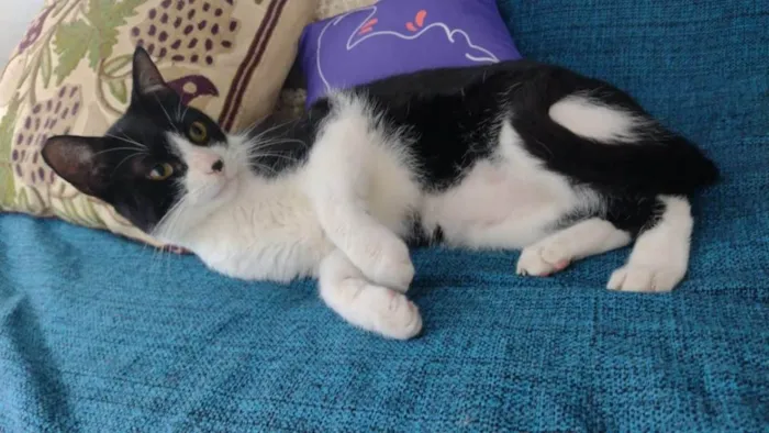 Gato ra a SRD idade 1 ano nome Merlin