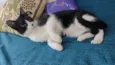 Merlin