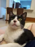 Merlin