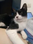 Merlin