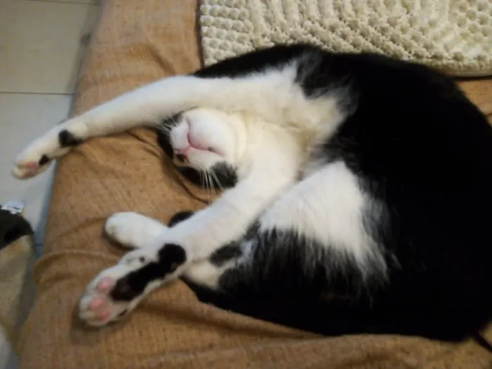 Gato ra a SRD idade 1 ano nome Merlin